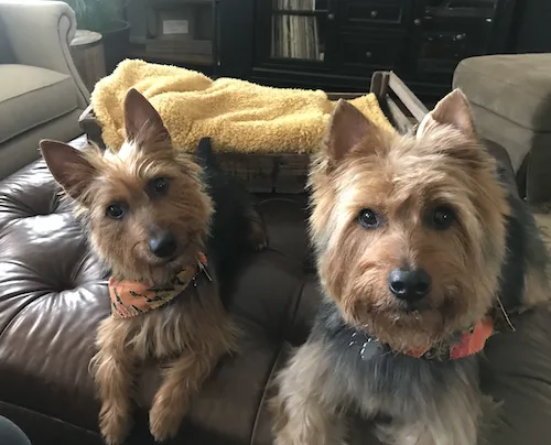 Bailey and Murphy, Tamera's Australian Terriers.