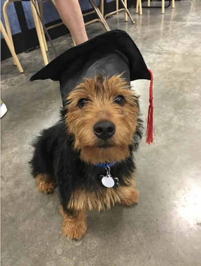 Murphy the Australian Terrier wearing a graduation cap.
