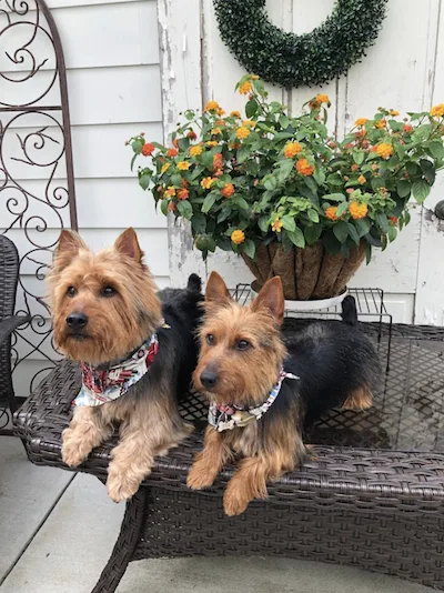 Murphy and Bailey on the patio with lantana in bloom.